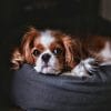 Chien-Cavalier-King-Charles-Spaniel-tableau-photo-horizontal-4657515995964