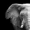 Elephant-d'afrique-tableau-photo-vertical-1573759553787