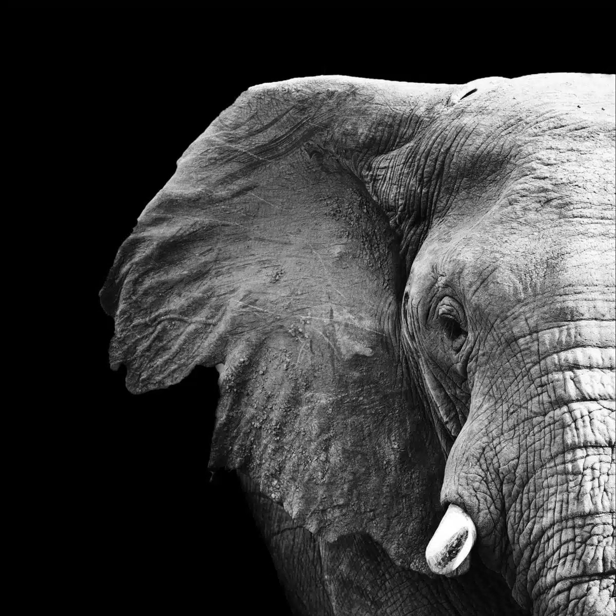 Elephant-d'afrique-tableau-photo-vertical-1573759553787