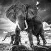 Elephants-afrique-9573611554948-tableau-photo-carre-
