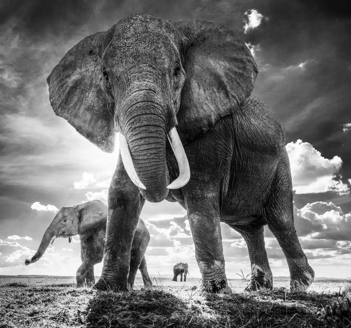 Elephants-afrique-9573611554948-tableau-photo-carre-