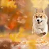 chien-heureux-foret-tableau-photo-horizontal-9133625955749