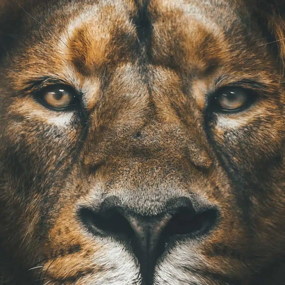 tableau photo vertical tete lion 9218528782697