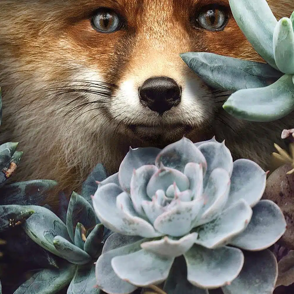 tableau photo cadre toile plexi Renard